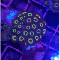 zoanthus rasta cousin