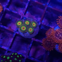 zoanthus rasta