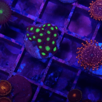 zoanthus neon green