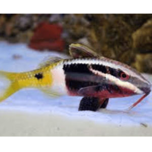 parupeneus barberoinoides