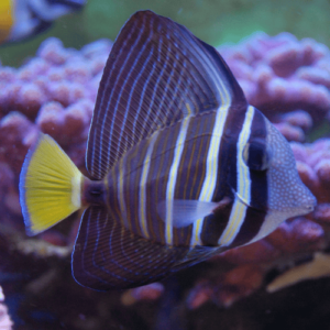 zebrasoma veliferum