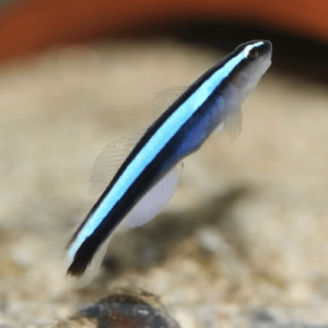 elacatinus oceanops