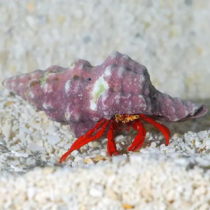 paguristes cardenati