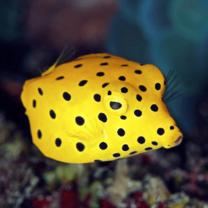 ostracion cubicus