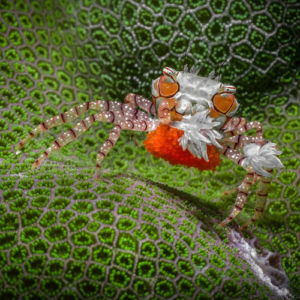 lybia tessellata