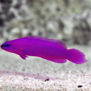 Pseudochromis Fridmani