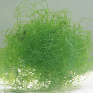 alga chaetomorpha refugio algas acuario marino