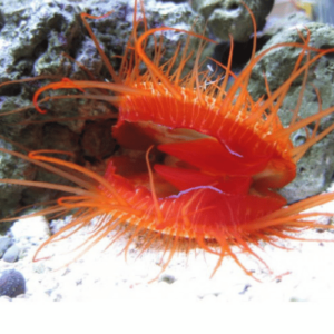 Ctenoides Ales almeja fuego acuario marino