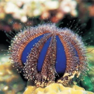 erizo mespilia globulus come algas acuario marino