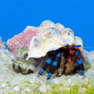 ermitaño calcinus elegans acuario marino