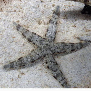 estrella archaster typicus de arena acuario marino