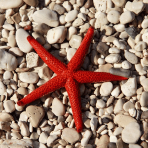 estrella echinaster sepositus acuario marino