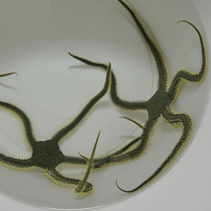 estrella ophiarachna incrassata acuario marino