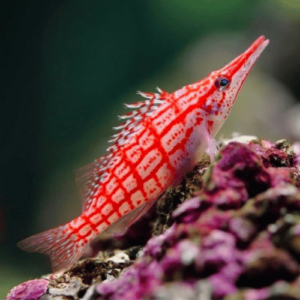 pez halcon acuario marino typus