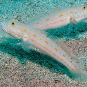 valencianea puellaris limpia arena acuario marino